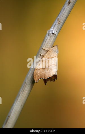 Scalloped Hook-tip Falcaria lacertinaria Stock Photo