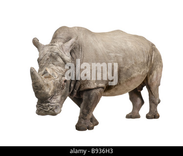 White Rhinoceros or Square lipped rhinoceros Ceratotherium simum 10 years in front of a white background Stock Photo