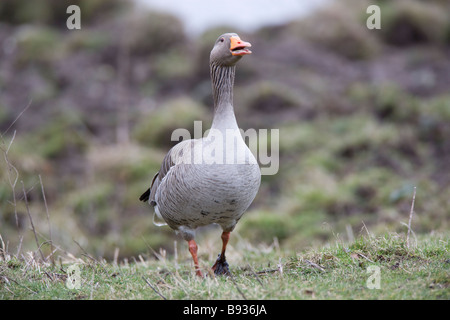 Grey Lag Goose Ariser anser Anatidae