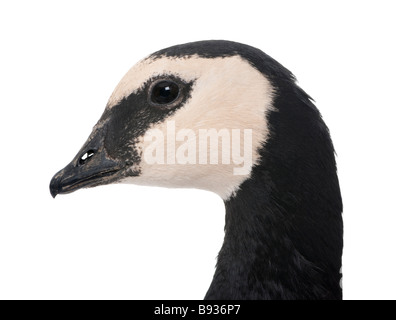 Barnacle Goose Branta leucopsis 18 mlonths in front of a white background Stock Photo