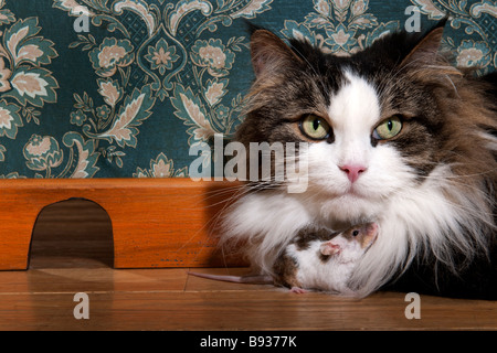 Cat and mouse in a luxury old fashioned room Stock Photo