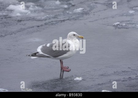 Glaucous winged Gull Larus glaucescens on sea ice Stock Photo