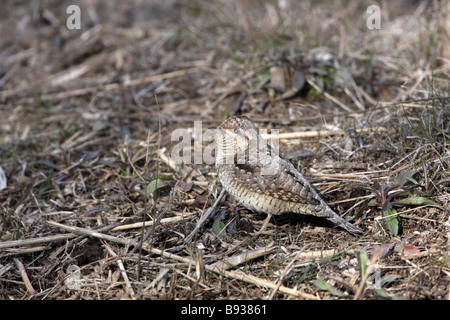 Wryneck jynx torquilla wintering in Tokyo suburb Stock Photo