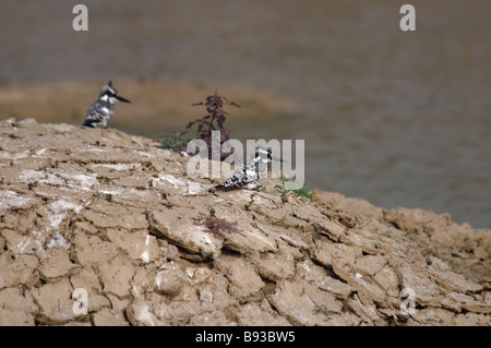 Two Pied Kingfishers Ceryle rudis sitting on a dry riverbank in Rajasthan India Stock Photo