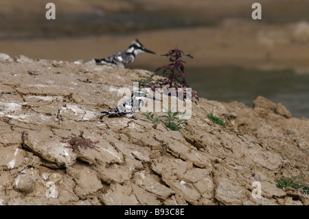 Two Pied Kingfishers Ceryle rudis sitting on a dry riverbank in Rajasthan India Stock Photo