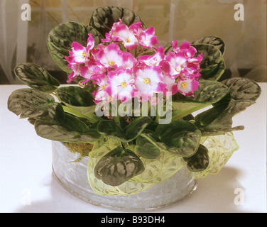 African Violet / Saintpaulia Ionantha-Hybride Stock Photo