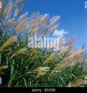 Silver Banner Grass / Miscanthus sacchariflorus Stock Photo