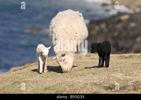 Female sheep or ewe with one black and one white lamb Stock Photo