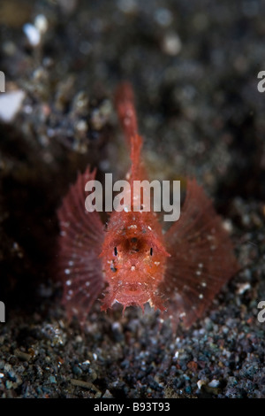 Juvenile Ambon Scorpionfish Pteroidichthys amboinensis Komodo Indonesia Stock Photo