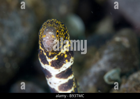 Snowflake Moray Eel Echidna nebulosa Komodo Indonesia Stock Photo