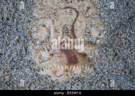 Whitemargin Stargazer uses its polychaete like tongue as a lure Uranoscopus sulphureus Komodo Indonesia Stock Photo