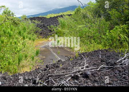 Covered Street and beginning vegetation in cold lava, La Réunion Indian Ocean, France | Verschüttete Straße, Vegetation in Lava Stock Photo