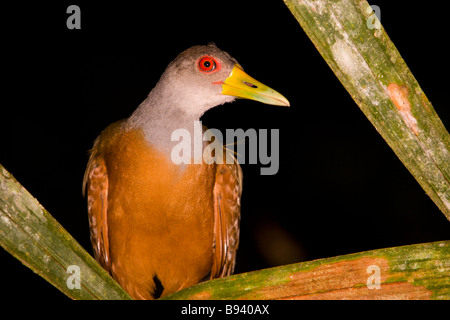Grey-necked Wood-rail (Aramides cajanea) standing on a branch at night in the Osa Peninsula in southern Costa Rica. Stock Photo