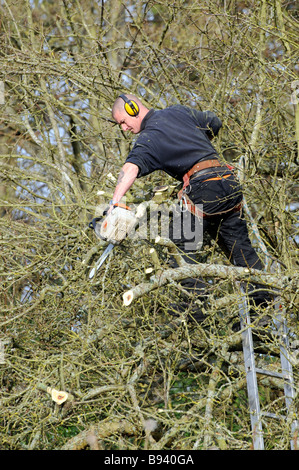 Tree surgeon working with a chainsaw within an apple tree English country garden Stock Photo