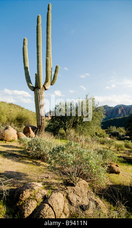Magnificent Vertical desert landscape photo of large saguaro tree with mountains in background.
