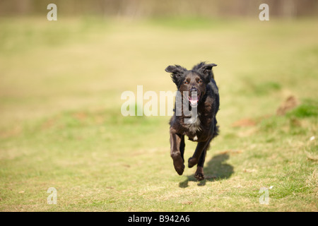 Black collie / Alsatian cross dog running with ears perked up and panting outside in sunshine Stock Photo