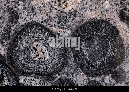 Orbicular Granite - Mt Magnet - Western Australia - Pre-Cambrian Stock Photo