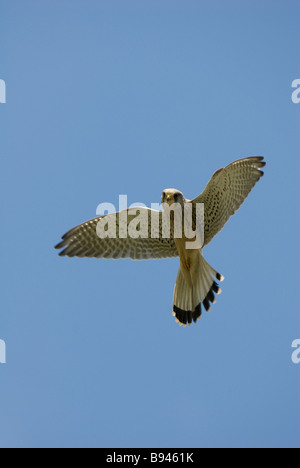 Kestrel in flight Stock Photo