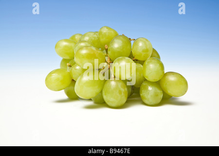 Grapes on a graduated blue studio background. Stock Photo