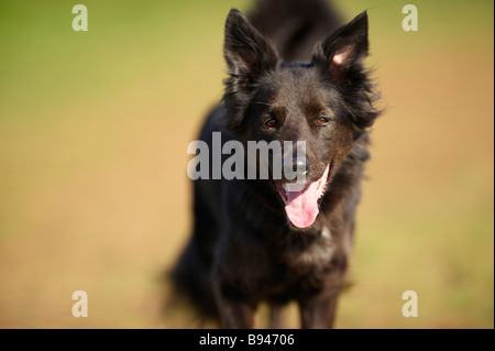 Black collie / Alsatian cross dog running with ears perked up and panting outside in sunshine Stock Photo