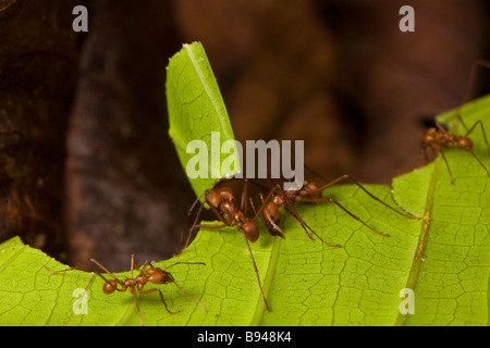 Leafcutter ants (Atta cephalotes) cutting leaf fragments in the Osa Peninsula, southern Costa Rica. Stock Photo