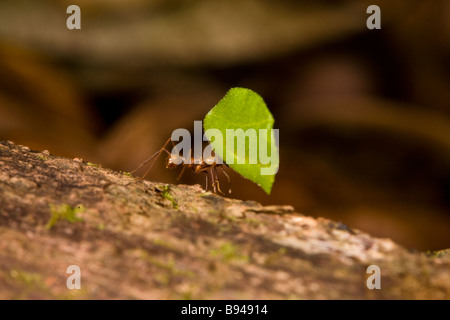 Leaf-cutter ant (Atta cephalotes) carrying a leaf fragment in the Osa Peninsula,southern Costa Rica. Stock Photo