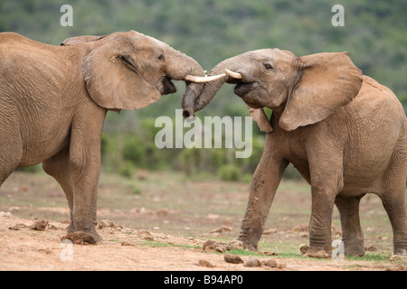 Elephants Loxodonta africana fighting Addo national park South Africa Stock Photo