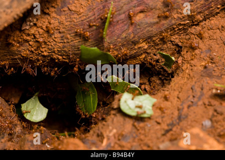 Leaf-cutter ants (Atta cephalotes) carrying leaf fragments into their nest in the Osa Peninsula, Costa Rica. Stock Photo