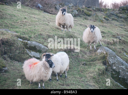 sheep grassing  on field Stock Photo
