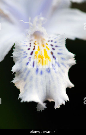 Iris japonica. Japanese Fringed Iris flower Stock Photo