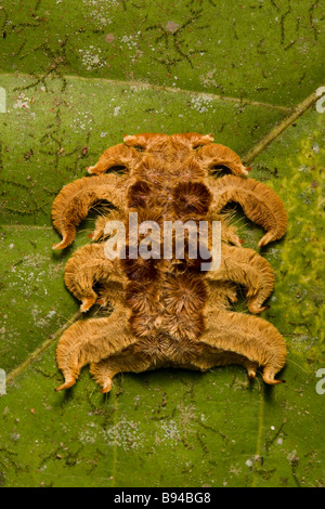 Strange Costa Rican caterpillar the Monkey slug a hag moth larva (Phobetron hipparchia) in the Osa Peninsula, Costa Rica. Stock Photo