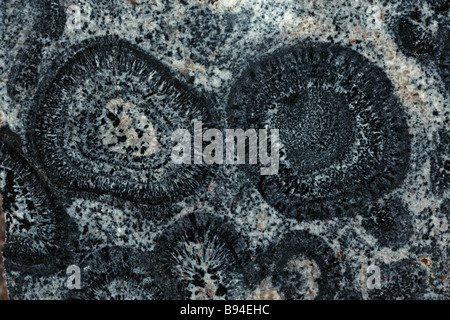 Orbicular Granite - Mt Magnet - Western Australia - Pre-Cambrian Stock Photo