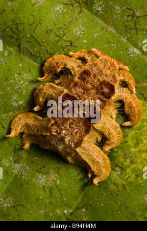 Strange Costa Rican caterpillar the Monkey slug a hag moth larva (Phobetron hipparchia) in the Osa Peninsula, Costa Rica.