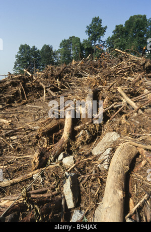 Environmental destruction, logging operations and cut trees, land clearing, development Stock Photo