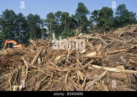 Environmental destruction, logging operations and cut trees, land clearing, development Stock Photo