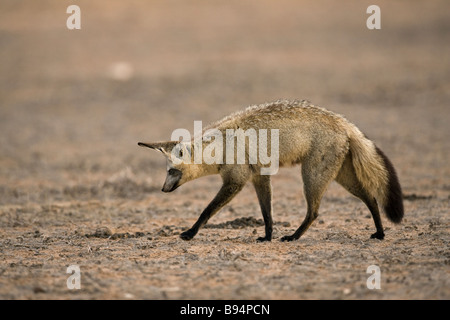 Bat eared fox Otocyon megalotis hunting for termites Kgalagadi Transfrontier Park South Africa Stock Photo