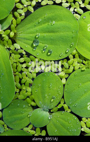 Pistia stratoites, water lettuce pattern from above . UK Stock Photo