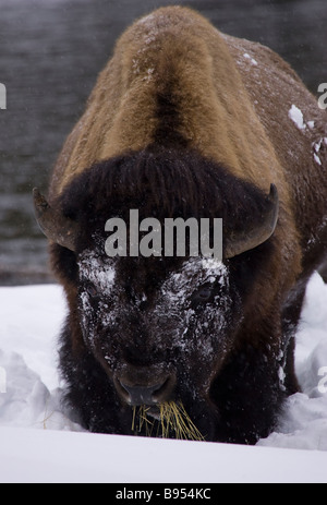American Bison (Bison bison) browsing in the snow Stock Photo - Alamy
