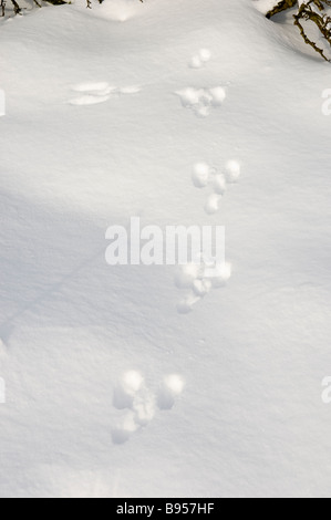 Close up of rabbit footprints prints tracks in the winter snow North Yorkshire England UK United Kingdom GB Great Britain Stock Photo