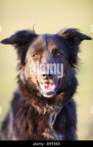 Black collie / Alsatian cross dog sitting on grass outside showing side ...