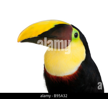 Chestnut mandibled Toucan or SwainsonÕs Toucan Ramphastos swainsonii 3 years in front of a white background Stock Photo