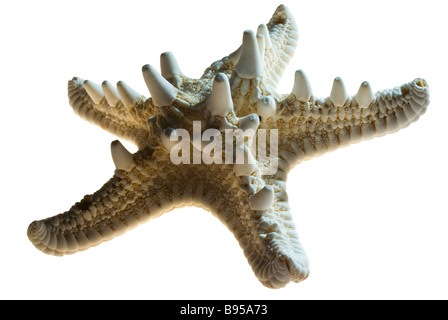 star fish Stock Photo