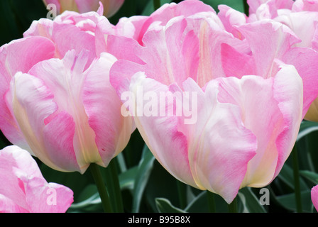 Triumph Tulipa New Design photographed at Keukenhof Gardens in Lisse the Netherlands Stock Photo