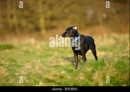 Black Labrador looking to the side with inquisitive look on his face head cocked and ear back exposing ear drum Stock Photo
