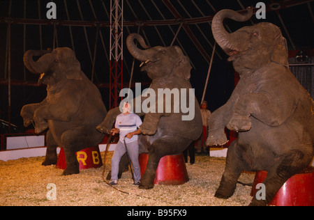 ENGLAND Animals Elephants Elephant trainer inside circus tent with three performing elephants. Stock Photo