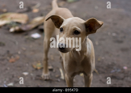 Indian stray dog, Mysore Stock Photo