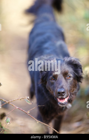 Black collie / Alsatian cross dog sitting on grass outside showing side ...