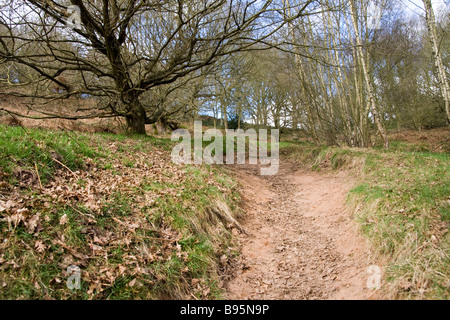 A sandy path between the trees up Kinver Edge in the West Midlands in England, UK Stock Photo
