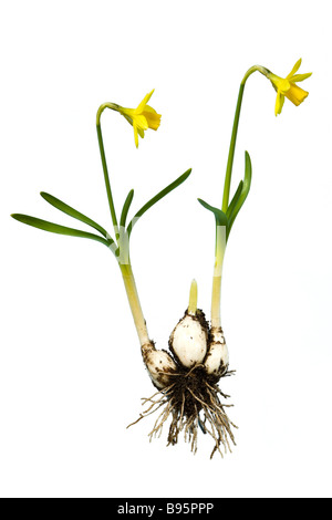 Daffodil. Variety - Tete-a-tete Stock Photo