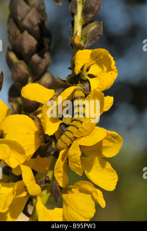 Cloudless Sulphur Phoebis caterpillar on yellow flower. Stock Photo